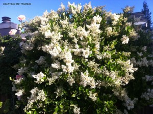 Ligustrum japonicum 'Texanum' - blooming